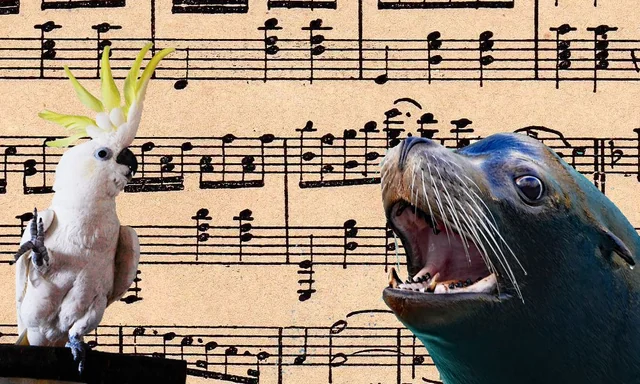 Introduction to Music and it's Species