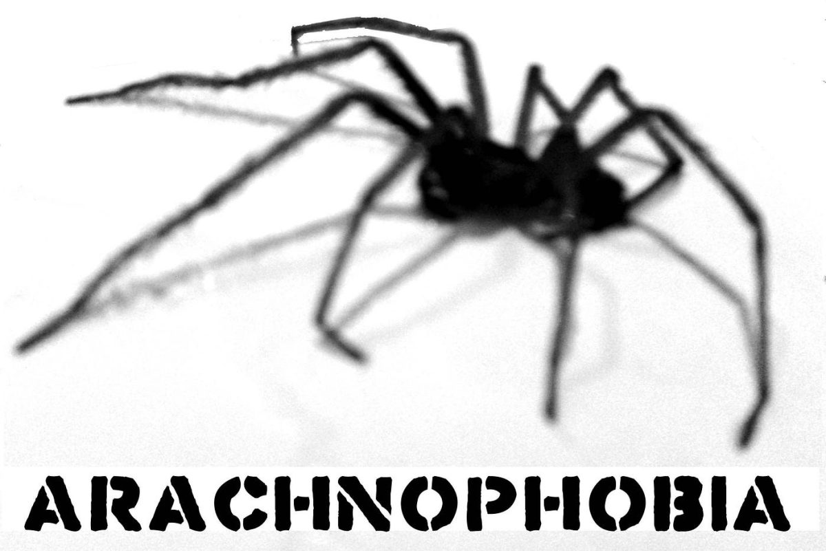 Sal's Blog:  Arachnophobia